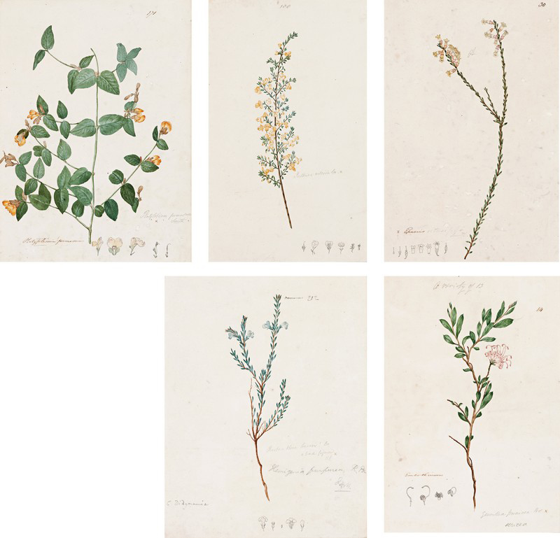 At Deutscher and Hackett’s sale of Important Australian & International Fine Art in Melbourne on 4 May, there was ‘myrtle mixed in my path like mad’… when ‘Five Botanical Studies’, c1805, by John William Lewin sailed to $248,000 over a $10,000-$15,000 estimate to the rapture of an applauding audience. D+H deserve full marks for a tightly curated auction where quality works fresh to the market were fiercely contested. The catalogue was solid in all periods resulting in a solid clearance rate of 78%.