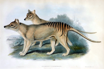 Lot 2, the rare hand-coloured lithograph of our long-gone Tasmanian tiger by John Gould from his ‘Mammals of Australia’, 1845-63, set the auction off to a good start, selling for the high estimate of $11,000 hammer.