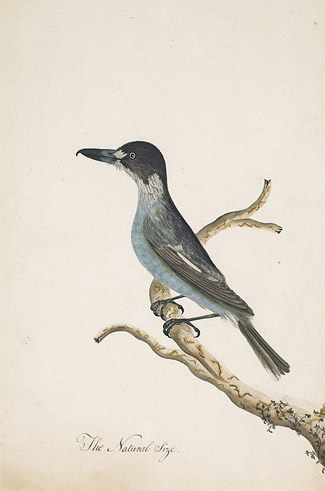 First out of the blocks will be the Sydney Bird Painter’s Hook Billed Shrike c1792 estimated at $50,000–70,000, one of the earliest known images of the Australian Butcher bird, and only the third time a work by this unidentified artist has appeared. It maintains the same Canadian provenance of works now in three core institutions including the National Gallery of Australia.