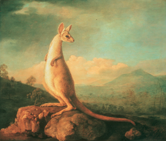 The National Gallery of Australia has jumped into the international art market by agreeing to purchase a pair of Australian related works of a kangaroo and a dingo by the British 18th century animal painter George Stubbs, through London dealer Neville Keating. The works have been in the possession of descendants of the botanist Joseph Banks family since their execution.