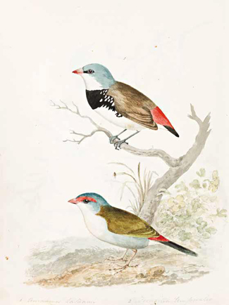 In late March Sotheby's will auction the internationally focussed collection of British antiquarian book dealer Mr Franklin Brooke-Hitching in London, while in Melbourne, Peter Arnold's auction of antiquarian books will include John Cotton's (1801-49) <i> Letters from Australia Felix</i> an important album of letters, watercolours and sketches, from his years in the Port Phillip District, 1843-49, along with other Australian material.