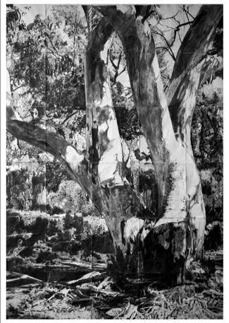Gum trees, a favourite subject in traditional art, made a surprise and stunning re-appearance at the Melbourne Art Fair which was held in its usual venue, the Royal Exhibition building, from August 12-17. Charcoal studies of majestic specimens of the trees returned the subject to eminence in the sous-bois or thickets of an indigenous artist on the stand of William Mora writes Terry Ingram
