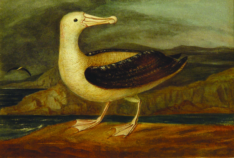 In their forthcoming auction to be held on 19th of April, Cordy's will offer a very rare original watercolour by Augustus Earle (1793-1839) titled 'Albatross, Tristan d' Acunha' from 1824 which is expected to sell for between $50,000 and $70,000.