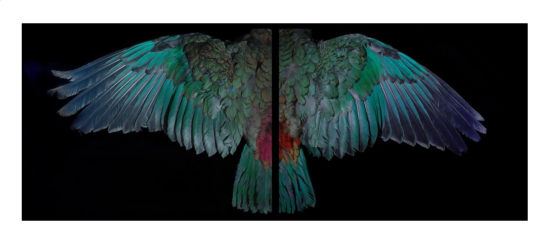 The Art+Object sale of Important Paintings & Contemporary Art in Auckland on 10 August 2021 demonstrated that the appetite for Fiona Pardington photographs continues with the two highest prices for the artist set at this auction. 'Davis Kea Wings' (above) fresh from its outing at 'Toi Tu Toi Ora' at Auckland Art Gallery was contested by three phone bidders, the internet and the room, eventually selling to a phone bidder for $111,000. 